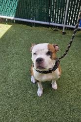 Shelter Stray Female Dog last seen Tillotson Ave & Baychester Ave, BRONX, NY, 10469, 326 E 110th St, New York, NY 10029, USA