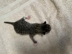 Shelter Stray Female Cat last seen La Torturga, Vista, CA, 92081, Oceanside, CA 92058, USA