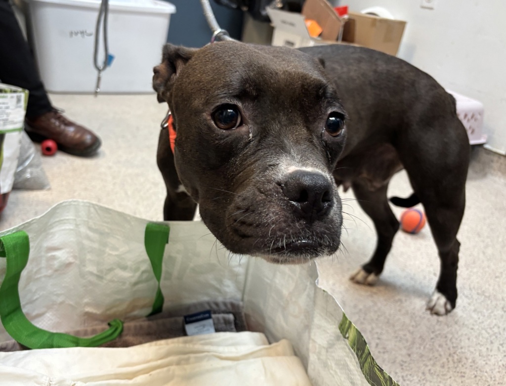 Shelter Stray Female Dog last seen 43rd PCT, BRONX, NY, 10473, 326 E 110th St, New York, NY 10029, USA