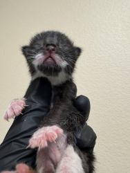 Shelter Stray Female Cat last seen La Torturga, Vista, CA, 92081, Oceanside, CA 92058, USA