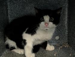 Shelter Stray Male Cat last seen 149th 3rd Avenue, BRONX, NY, 10455, 326 E 110th St, New York, NY 10029, USA