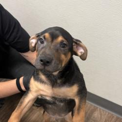 Shelter Stray Male Dog last seen 30th Street, San Diego, CA, 92113, 5500 Gaines St, San Diego, CA 92110, USA