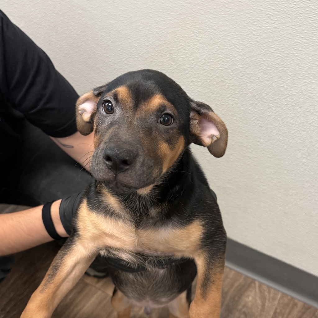 Shelter Stray Male Dog last seen 30th Street, San Diego, CA, 92113, 5500 Gaines St, San Diego, CA 92110, USA