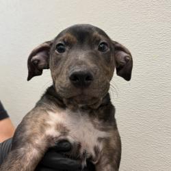 Shelter Stray Male Dog last seen 30th Street, San Diego, CA, 92113, 5500 Gaines St, San Diego, CA 92110, USA
