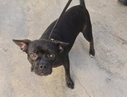 Shelter Stray Female Dog last seen Cottingham Street, Oceanside, CA, 92054, Oceanside, CA 92058, USA