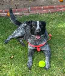 Shelter Stray Male Dog last seen Near Morena Boulevard, San Diego, CA, 92110, 5500 Gaines St, San Diego, CA 92110, USA