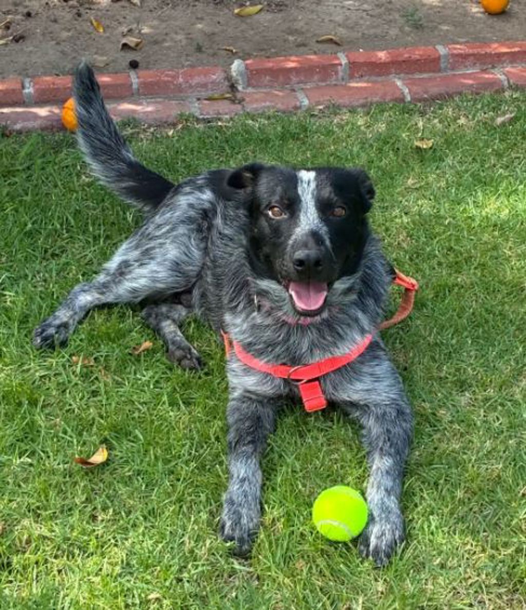 Shelter Stray Male Dog last seen Near Morena Boulevard, San Diego, CA, 92110, 5500 Gaines St, San Diego, CA 92110, USA