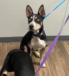 Shelter Stray Male Dog last seen Near Perth Place, San Diego, CA, 92139, 5500 Gaines St, San Diego, CA 92110, USA