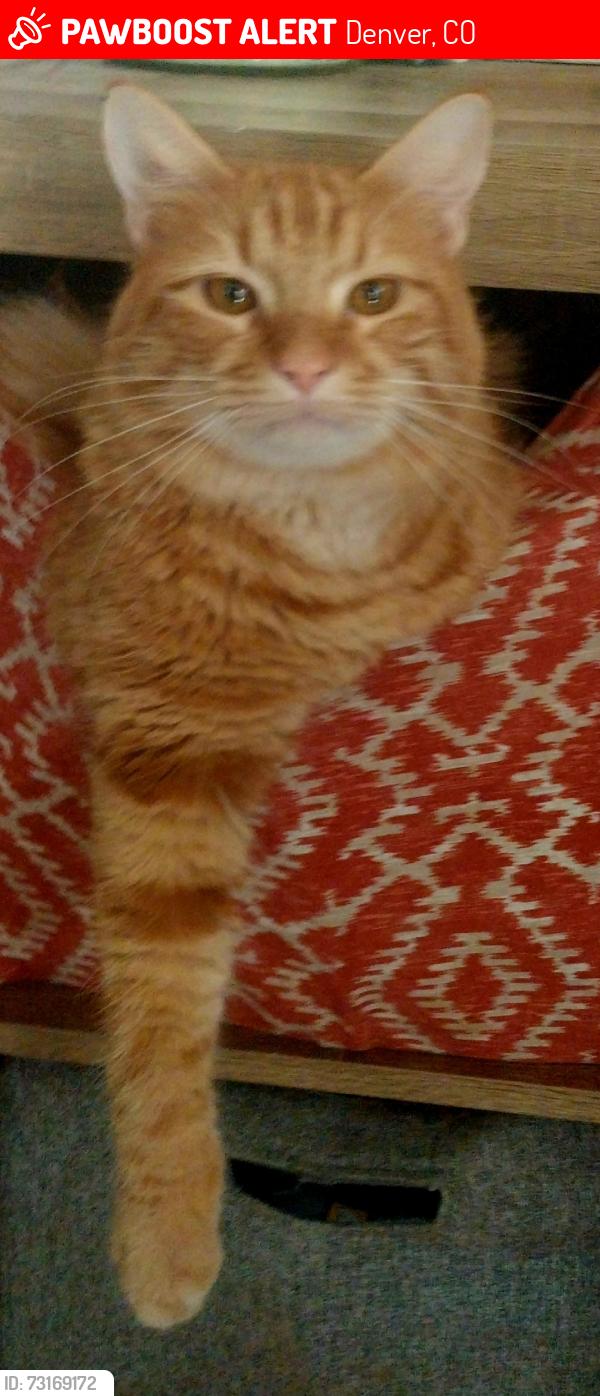 Lost Male Cat last seen S. Irving and Oxford or S. Irving and Quincy, Denver, CO 80236