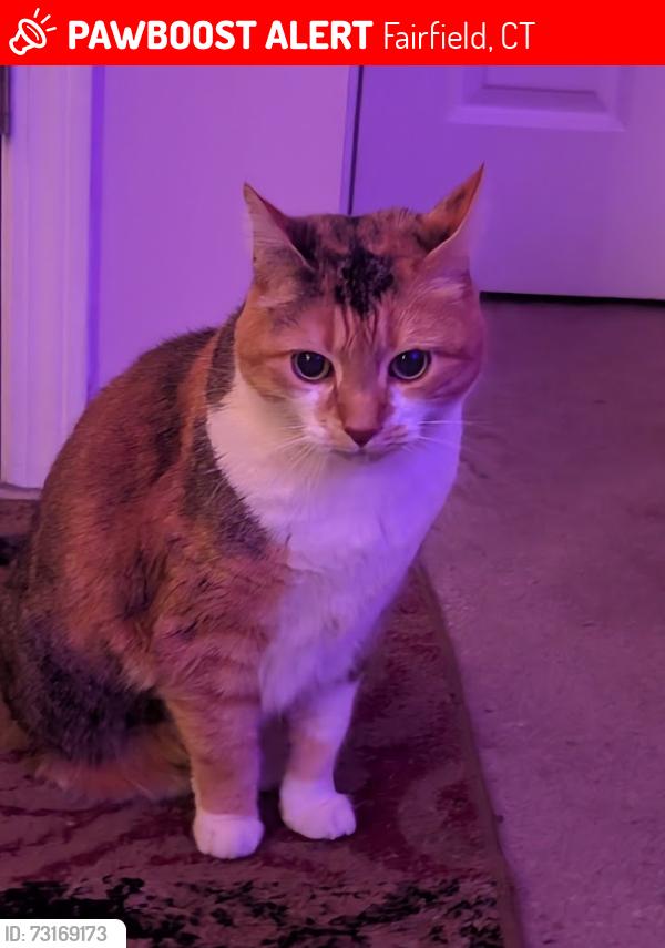 Lost Female Cat last seen Prince St, Longfellow Ave, Adelaide St, Fairfield, CT 06825