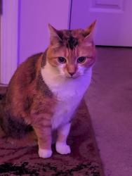 Lost Female Cat last seen Prince St, Longfellow Ave, Adelaide St, Fairfield, CT 06825