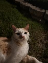 Found/Stray Unknown Cat last seen Eldredge Court, Spartanburg County, SC 29369