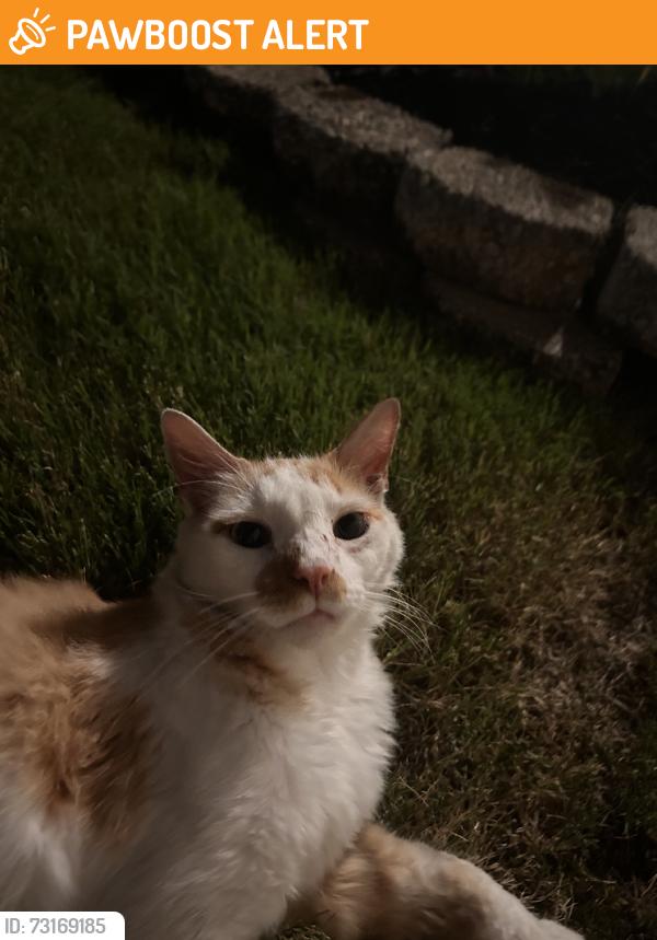 Found/Stray Unknown Cat last seen Eldredge Court, Spartanburg County, SC 29369