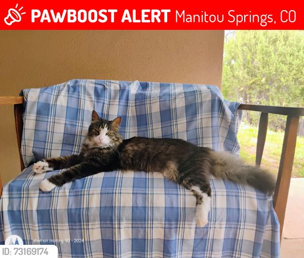 Lost Male Cat last seen Beckers & The GoG Trading Post, Manitou Springs, CO 80829