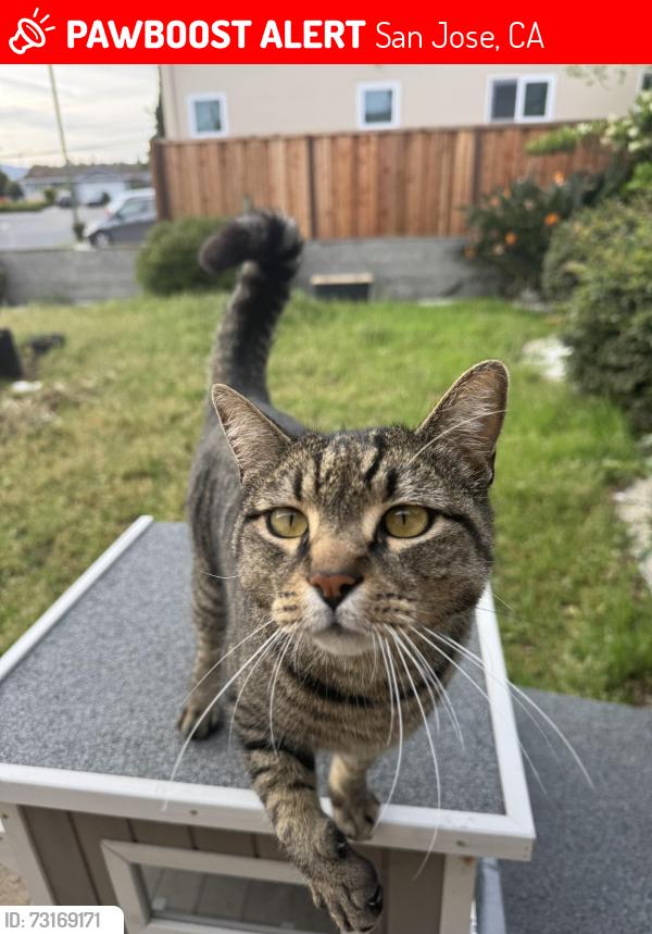 Lost Male Cat last seen Sierra Rd, San Jose, CA 95132