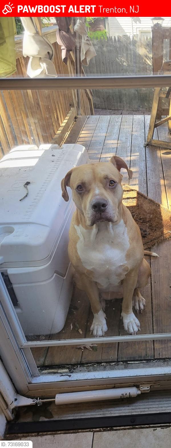 Lost Female Dog last seen Near oak lane, Trenton, NJ 08618
