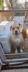 Lost Female Dog last seen Near oak lane, Trenton, NJ 08618