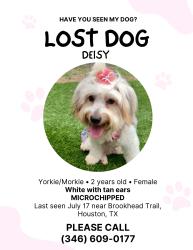Lost Female Dog last seen Near, Houston, TX 77066
