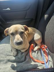 Found/Stray Male Dog last seen Quail Run Drive and Birch Bark Trail, Grove City, OH 43123