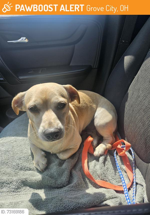Found/Stray Male Dog last seen Quail Run Drive and Birch Bark Trail, Grove City, OH 43123