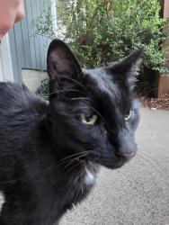 Found/Stray Unknown Cat last seen Westedge Boulevard, Mound, MN 55364