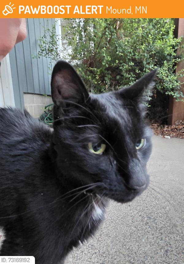 Found/Stray Unknown Cat last seen Westedge Boulevard, Mound, MN 55364
