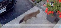 Found/Stray Unknown Cat last seen Sanford st and Huron st, London, ON N5V 4P1