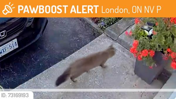 Found/Stray Unknown Cat last seen Sanford st and Huron st, London, ON N5V 4P1