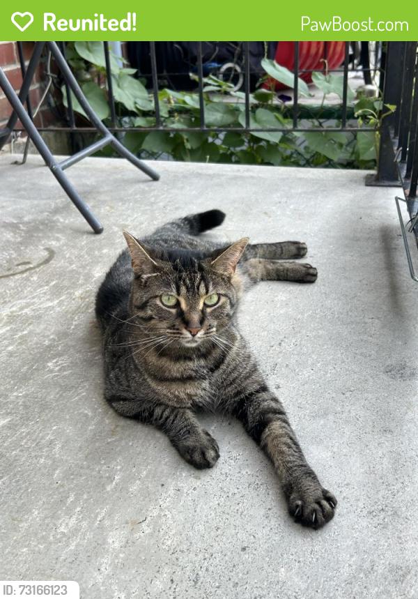 Reunited Female Cat last seen Jean talon /chabot/ belanger, Montréal, QC H2E 2K5