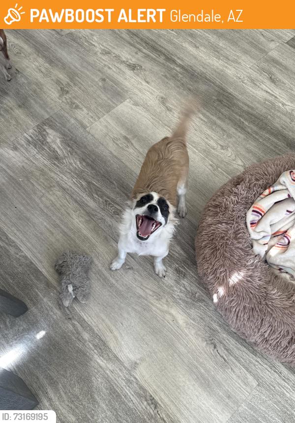 Found/Stray Female Dog last seen N 67th Ave and W Glendale Ave, Running in street, Glendale, AZ 85301