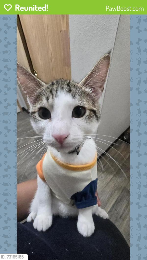 Reunited Male Cat last seen Lancaster dr. En los apartamentos Lancaster Terrace, Salem, OR 97305