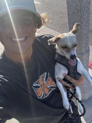 Found/Stray Male Dog last seen Main St near Seacliff Panera, Huntington Beach, CA 92648