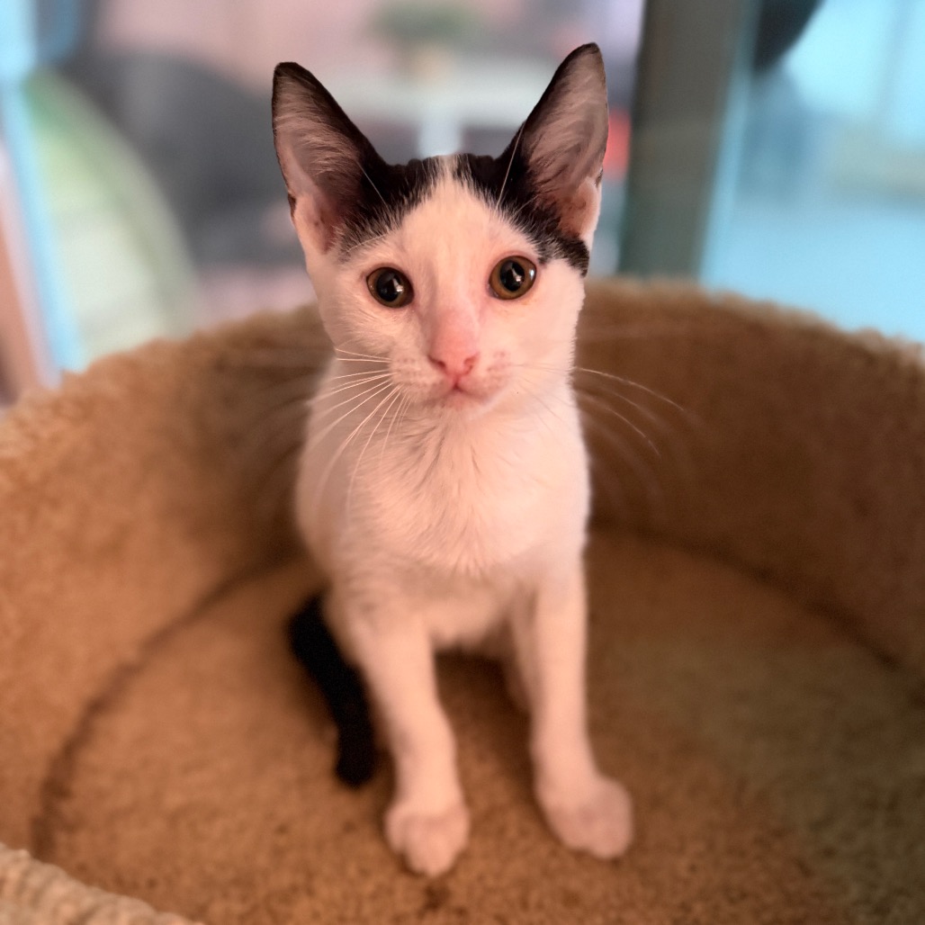 Shelter Stray Male Cat last seen , 8020 Washington St, Port Richey, FL 34668, USA
