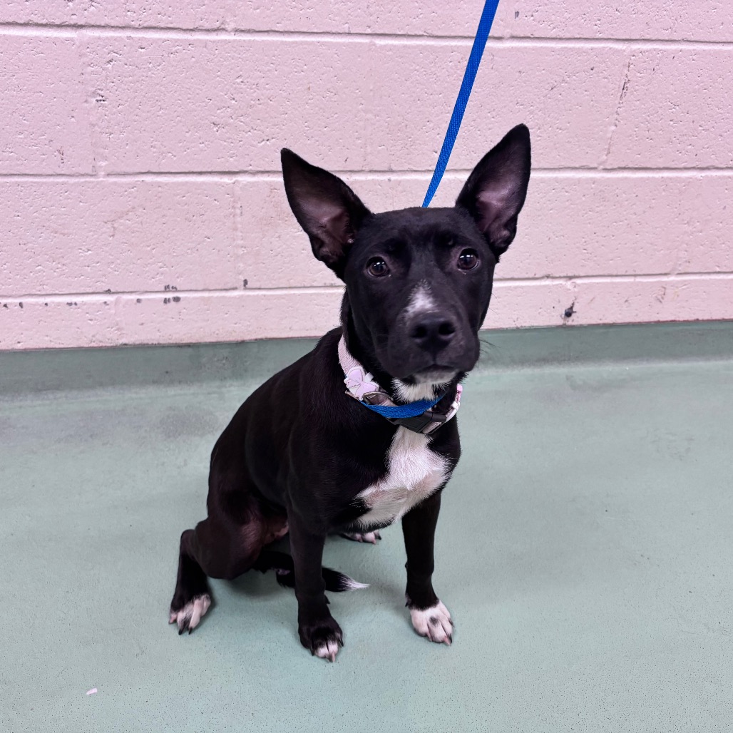 Shelter Stray Female Dog last seen , 2350 Appling City Cove, Memphis, TN 38133, USA