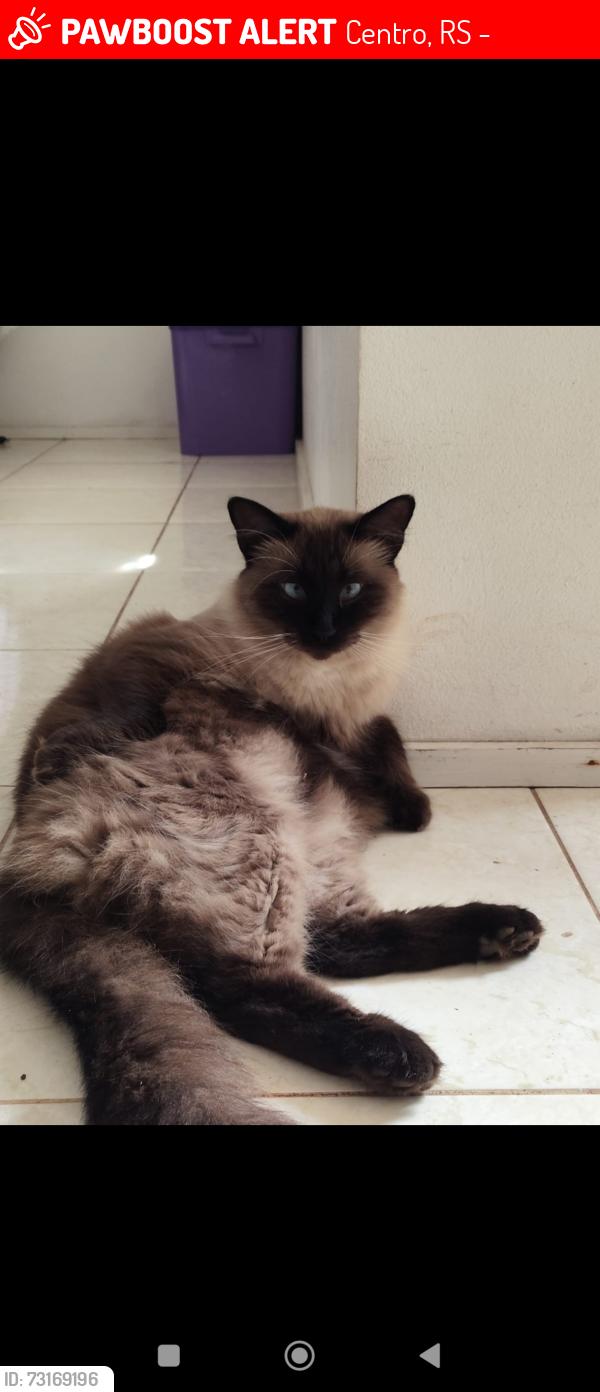 Lost Male Cat last seen Sindicato dos sapateiros, Centro, RS 93950-000