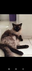 Lost Male Cat last seen Sindicato dos sapateiros, Centro, RS 93950-000