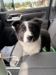 Found/Stray Female Dog last seen Morganton Rd, Fayetteville, NC 28303