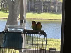 Lost Male Bird last seen Neighborhood trees, Orlando, FL 32829