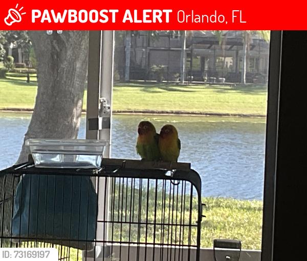 Lost Male Bird last seen Neighborhood trees, Orlando, FL 32829