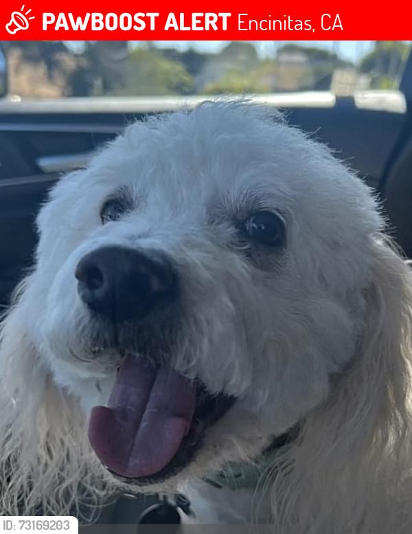 Lost Male Dog last seen Leucadia Blvd and Saxony, Encinitas, CA 92024