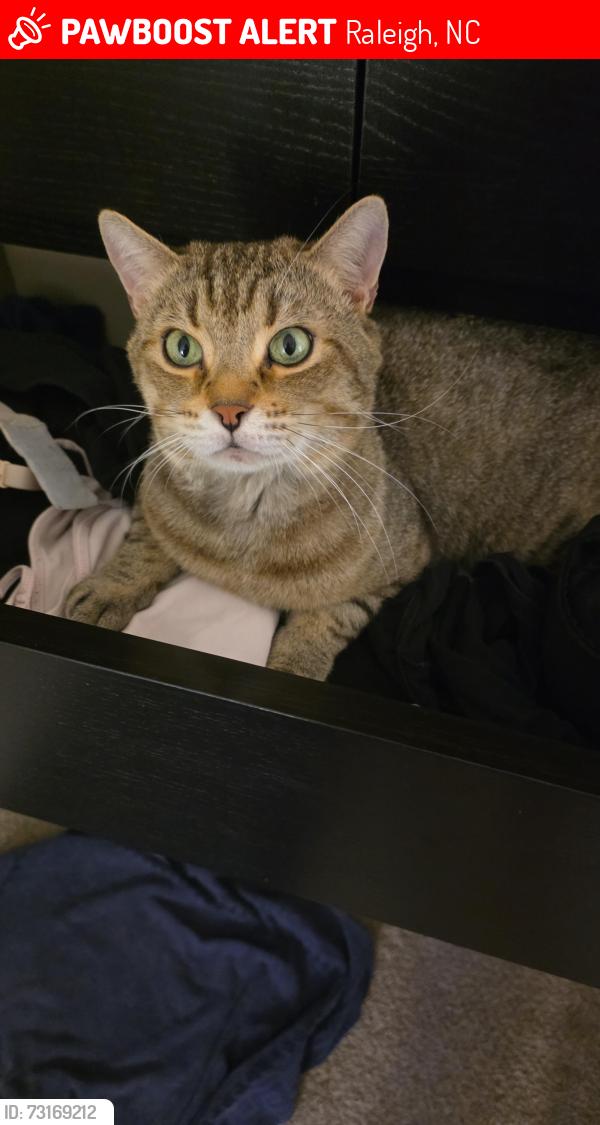 Lost Male Cat last seen Near, Raleigh, NC 27606