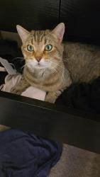 Lost Male Cat last seen Near, Raleigh, NC 27606