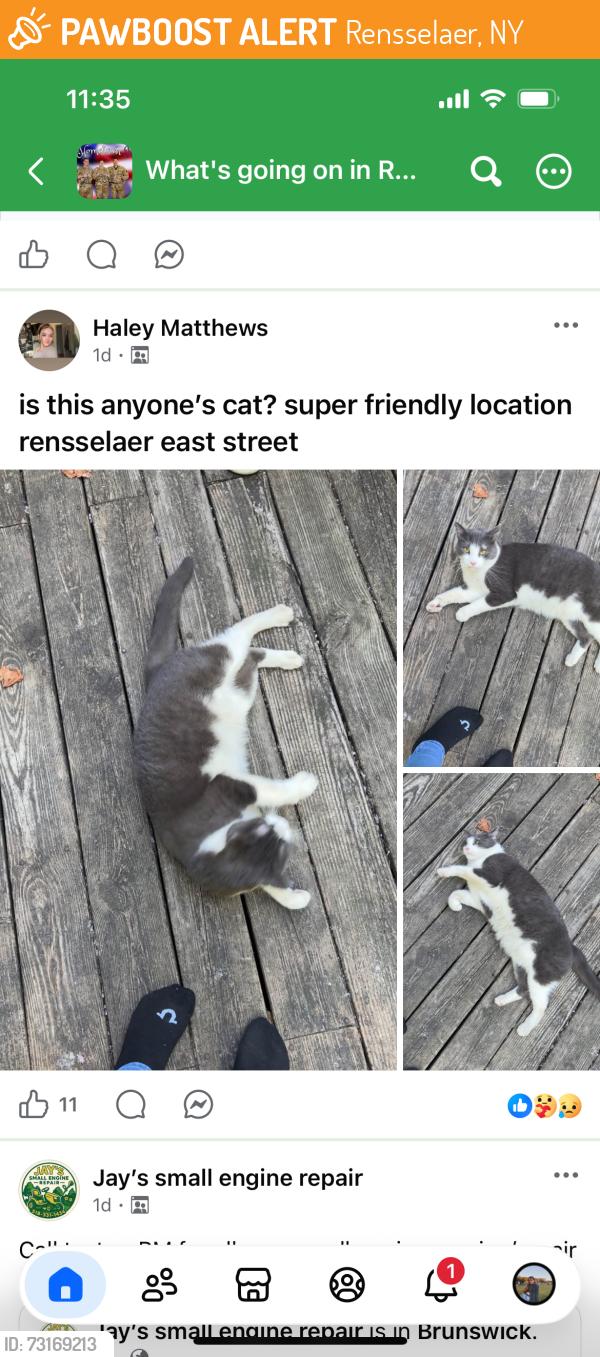 Found/Stray Male Cat last seen Across from the Stewart’s by the Train Station, Rensselaer, NY 12144