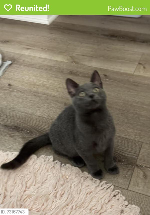 Reunited Male Cat last seen Normount Rd and Wingate (1 block north of Lake ), Oceanside, CA 92056