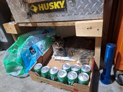 Found/Stray Unknown Cat last seen Kathryn/SanPedro, Albuquerque, NM 87108