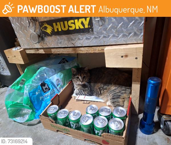 Found/Stray Unknown Cat last seen Kathryn/SanPedro, Albuquerque, NM 87108