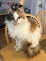 Lost Female Cat last seen Shady Cove Dr, Holiday, FL 34691