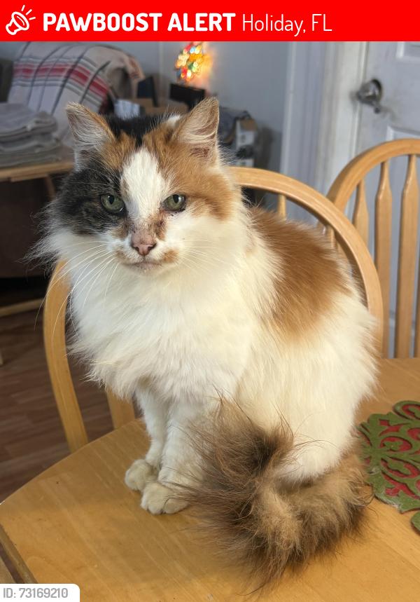 Lost Female Cat last seen Shady Cove Dr, Holiday, FL 34691
