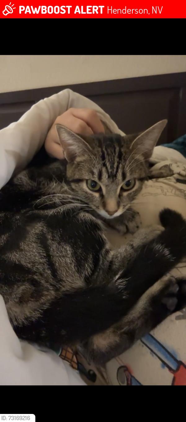 Lost Female Cat last seen Green Valley Pkwy & Windmill, Henderson, NV 89074