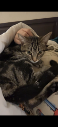 Lost Female Cat last seen Green Valley Pkwy & Windmill, Henderson, NV 89074